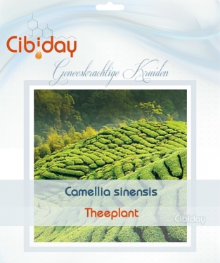 Theeplant - Camellia sinensis - Geneeskrachtig