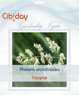 Tripgras - Phalaris arundinacea