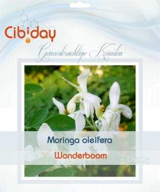 Wonderboom - Moringa oleifera zaden