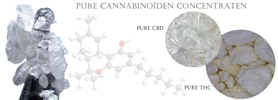 Pure Cannabinoiden Concentraten