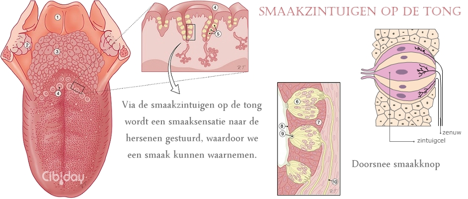 Smaakzintuigen op de tong