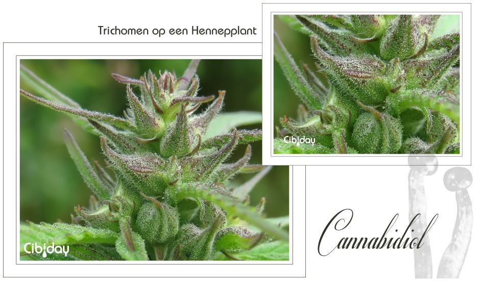 Trichomen op een hennepplant