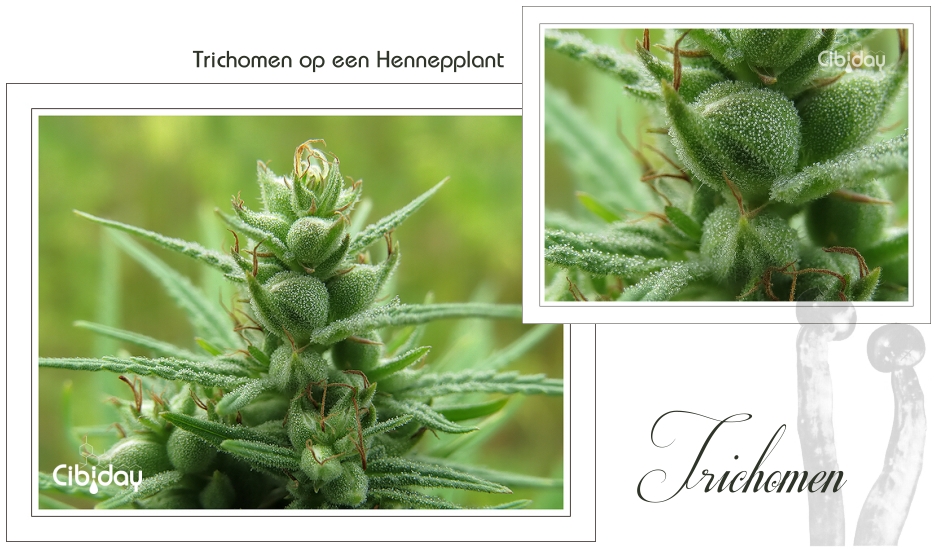 Trichomen op Hennep